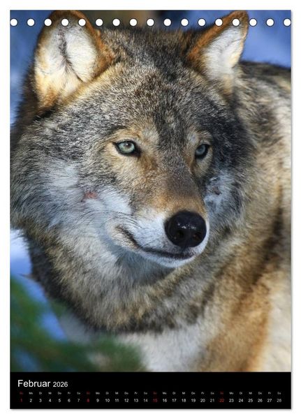 Produktbild: Wildlife 2026 (Tischkalender 2026 DIN A5 hoch), CALVENDO Monatskalender