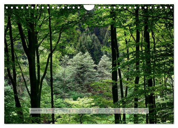 Produktbild: Wald im Bergischen Land 2026 (Wandkalender 2026 DIN A4 quer), CALVENDO Monatskalender