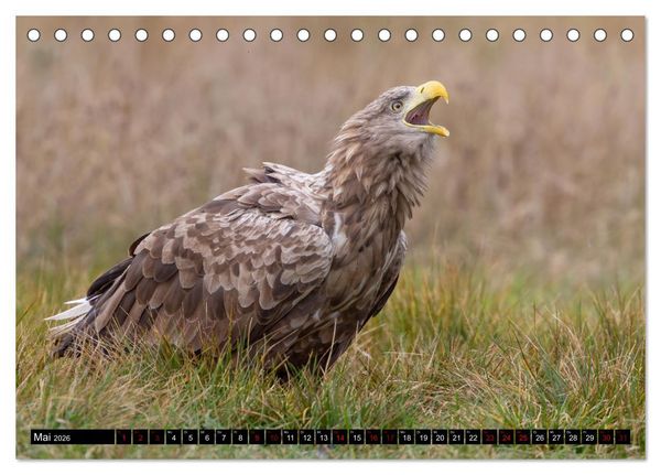 Produktbild: Seeadler in Polen (Tischkalender 2026 DIN A5 quer), CALVENDO Monatskalender