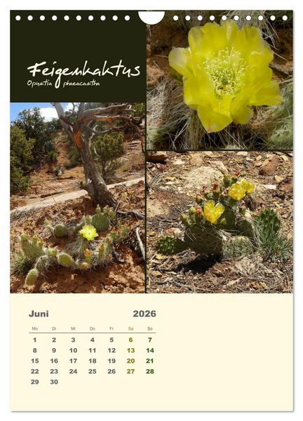 Produktbild: Kakteen der US-S&uuml;dweststaaten (Wandkalender 2026 DIN A4 hoch), CALVENDO Monatskalender