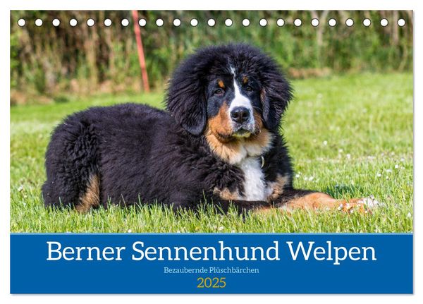 Berner Sennenhund Welpen - Bezaubernde Plüschbärchen (Tischkalender 2025 DIN A5 quer), CALVENDO Monatskalender