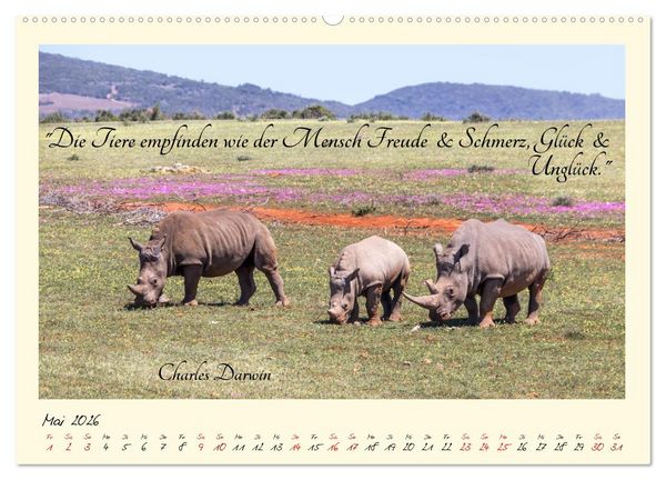 Produktbild: Gl&uuml;cksmomente Gl&uuml;cks-Zitate zu Fotos der gro&szlig;artigen s&uuml;dafrikanischen Tierwelt (hochwertiger Premium Wandkalender 2026 DIN A2 quer), Kunstdruck in Hochglanz