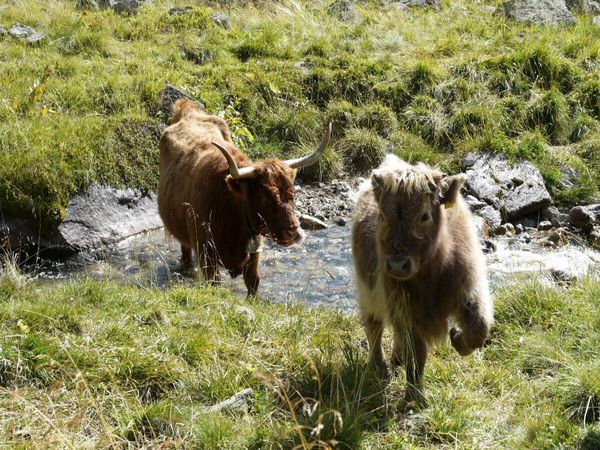 Produktbild: CALVENDO Puzzle Scottish Highland K&auml;lber spielen am Bach | 1000 Teile Lege-Gr&ouml;&szlig;e 64x48cm Foto-Puzzle f&uuml;r gl&uuml;ckliche Stunden