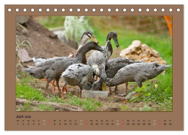 Produktbild: Laufenten immer was zu Schnattern (Tischkalender 2026 DIN A5 quer), CALVENDO Monatskalender