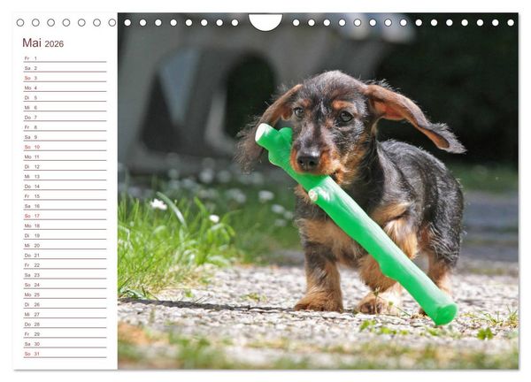 Produktbild: Familienplaner - Liebenswerte Rabauken - Rauhaardackel (Wandkalender 2026 DIN A4 quer), CALVENDO Monatskalender