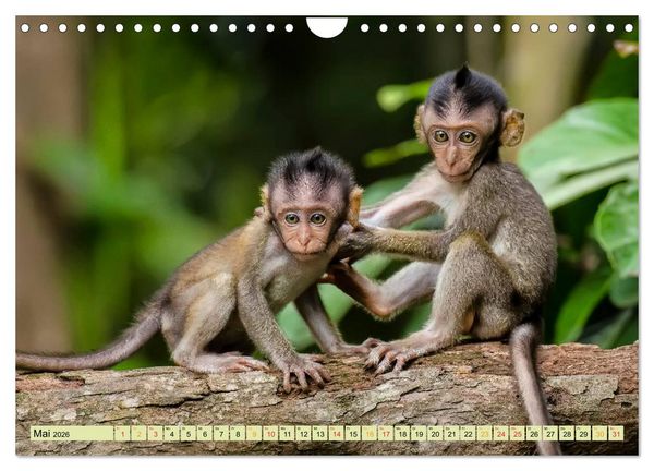 Produktbild: Affen - Affenkinder (Wandkalender 2026 DIN A4 quer), CALVENDO Monatskalender