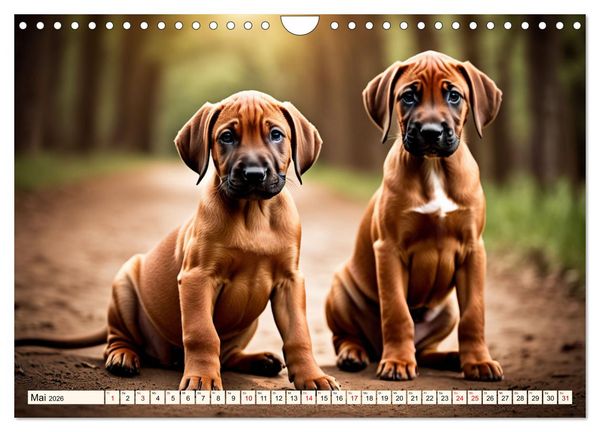 Produktbild: Rhodesian Ridgeback - Athlet mit R&uuml;ckenkamm (Wandkalender 2026 DIN A4 quer), CALVENDO Monatskalender