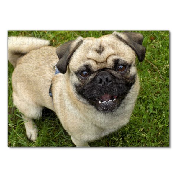 Produktbild: Lais Puzzle Mops 1000 Teile