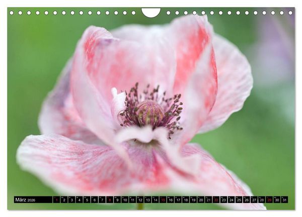 Produktbild: BLUMEN Zauber der Farben und Formen (Wandkalender 2026 DIN A4 quer), CALVENDO Monatskalender