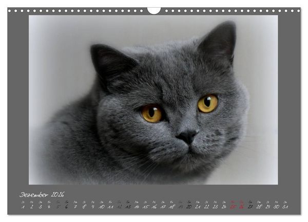 Produktbild: GRAUE ENGEL Britischkurzhaar-Katzen (Wandkalender 2026 DIN A3 quer), CALVENDO Monatskalender