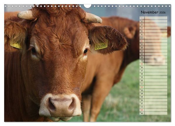 Produktbild: Gl&uuml;ckliche K&uuml;he (Wandkalender 2026 DIN A3 quer), CALVENDO Monatskalender