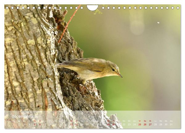 Produktbild: Oiseaux, Papillons et Libellules (Calendrier mural 2026 DIN A4 vertical), CALVENDO calendrier mensuel