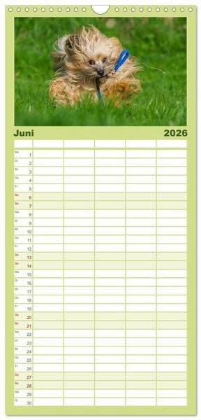 Produktbild: Familienplaner 2026 - Havaneser - Herz auf 4 Pfoten mit 5 Spalten (Wandkalender, 21 x 45 cm) CALVENDO