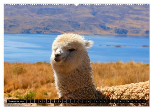 Produktbild: Alpakas und Lamas (Wandkalender 2026 DIN A2 quer), CALVENDO Monatskalender