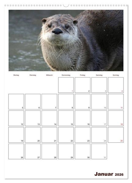 Produktbild: Der Fischotter-Terminplaner (hochwertiger Premium Wandkalender 2026 DIN A2 hoch), Kunstdruck in Hochglanz