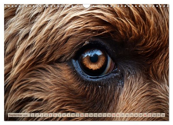 Produktbild: Schau mir ins Auge (Wandkalender 2026 DIN A3 quer), CALVENDO Monatskalender