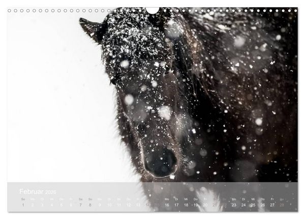 Produktbild: Islandpferde - Stolz und Stark durch Sommer und Winter (Wandkalender 2026 DIN A3 quer), CALVENDO Monatskalender