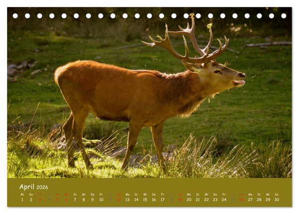Produktbild: Begegnungen. DER HIRSCH (Tischkalender 2026 DIN A5 quer), CALVENDO Monatskalender