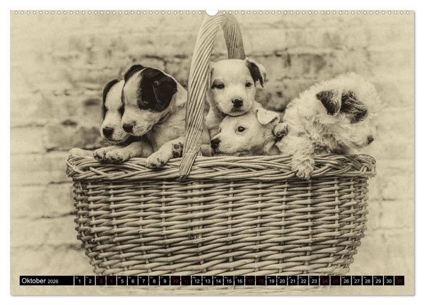 Produktbild: Parson Jack Russel Welpen (Wandkalender 2026 DIN A2 quer), CALVENDO Monatskalender