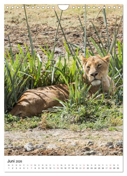 Produktbild: Serengeti Pur - Tansania (Wandkalender 2026 DIN A4 hoch), CALVENDO Monatskalender
