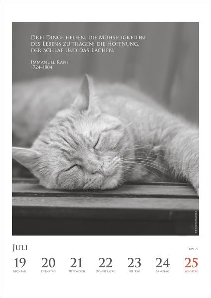 Produktbild: DUMONTS Katzenkalender 2027