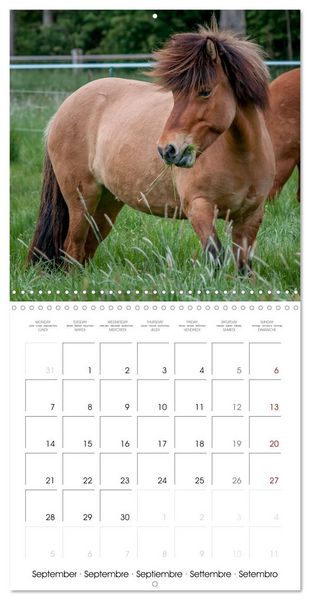 Produktbild: Charming Icelandic Horses (Wall Calendar 2026 12 &times; 12 Inch) CALVENDO 12 Month Wall Calendar