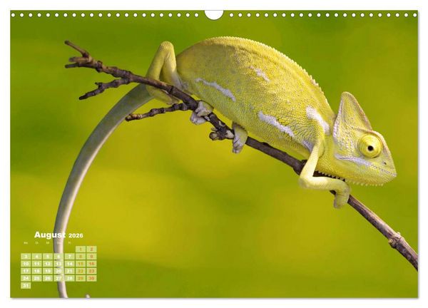 Produktbild: Cham&auml;leon: Die farbenfrohe Welt der Reptilien (Wandkalender 2026 DIN A3 quer), CALVENDO Monatskalender