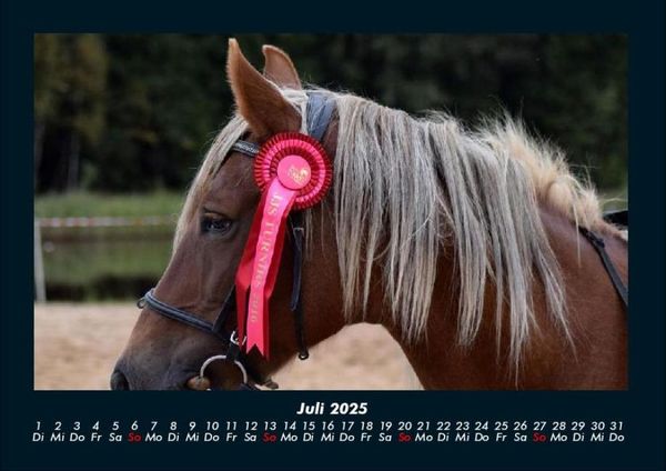 Produktbild: Pferde Kalender 2025 Fotokalender DIN A4
