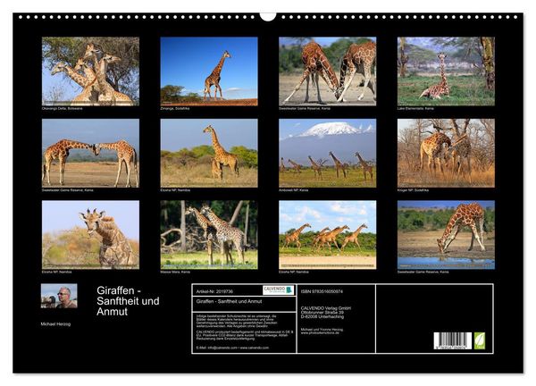Produktbild: Giraffen - Sanftheit und Anmut (Wandkalender 2026 DIN A2 quer), CALVENDO Monatskalender
