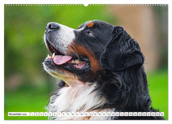 Produktbild: Berner Sennenhund - Eine Liebe f&uuml;r&acute;s Leben (hochwertiger Premium Wandkalender 2026 DIN A2 quer), Kunstdruck in Hochglanz