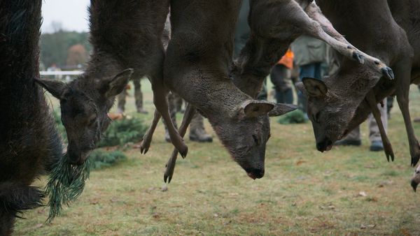 Produktbild: Grenzbock