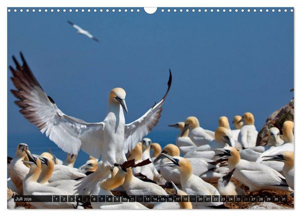 Produktbild: V&Ouml;GEL (Wandkalender 2026 DIN A3 quer), CALVENDO Monatskalender