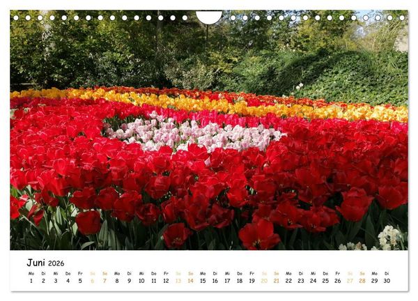 Produktbild: Auf Tour im Land der Tulpen (Wandkalender 2026 DIN A4 quer), CALVENDO Monatskalender