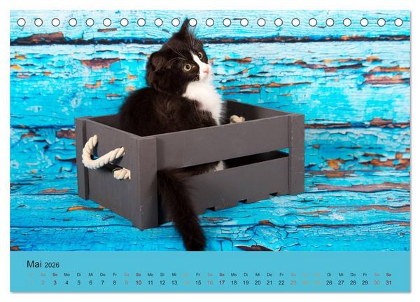 Produktbild: Flauschige Ragdoll Kitten (Tischkalender 2026 DIN A5 quer), CALVENDO Monatskalender