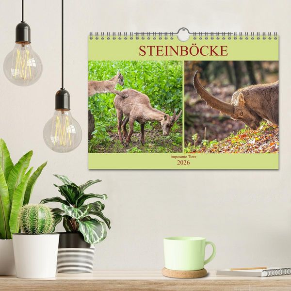 Produktbild: Steinb&ouml;cke - imposante Tiere (Wandkalender 2026 DIN A4 quer), CALVENDO Monatskalender