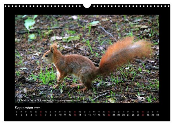 Produktbild: Wildtiere (Wandkalender 2026 DIN A3 quer), CALVENDO Monatskalender