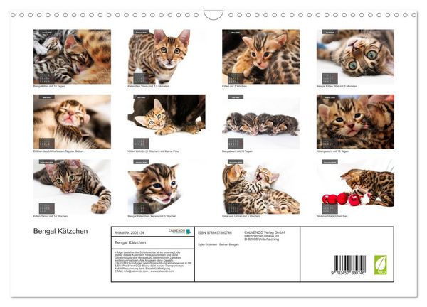 Produktbild: Bengal K&auml;tzchen (Wandkalender 2026 DIN A3 quer), CALVENDO Monatskalender