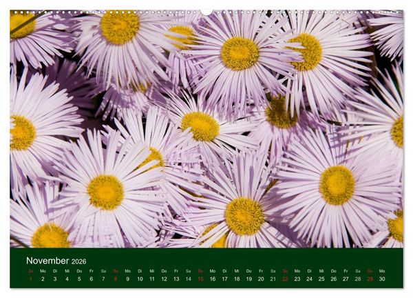 Produktbild: Blumen und Bl&uuml;ten (hochwertiger Premium Wandkalender 2026 DIN A2 quer), Kunstdruck in Hochglanz