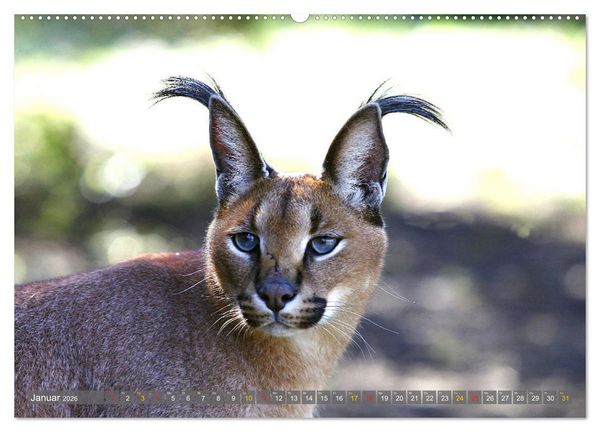 Produktbild: Katzen Afrikas (Wandkalender 2026 DIN A2 quer), CALVENDO Monatskalender