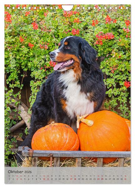 Produktbild: Berner Sennenhund - Ein Hund f&uuml;r alle F&auml;lle (Wandkalender 2026 DIN A4 hoch), CALVENDO Monatskalender