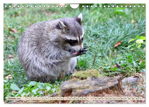 Produktbild: Der Waschb&auml;r - Der Maskentr&auml;ger in unseren W&auml;ldern (Wandkalender 2026 DIN A4 quer), CALVENDO Monatskalender