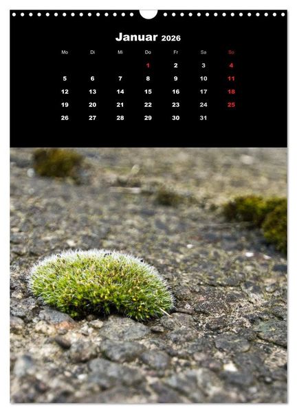 Produktbild: Die Welt der Moose. Ein Blick nach unten (Wandkalender 2026 DIN A3 hoch), CALVENDO Monatskalender