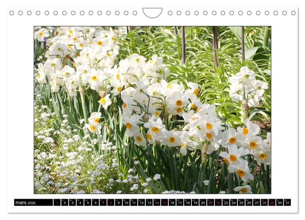 Produktbild: Charmantes fleurs blanches (Calendrier mural 2026 DIN A4 vertical), CALVENDO calendrier mensuel