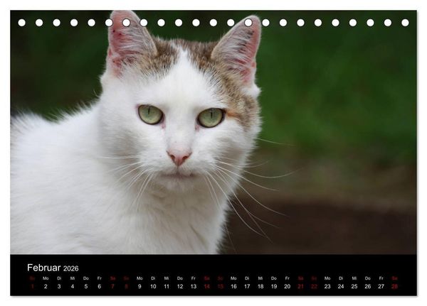 Produktbild: Eulhof (Tischkalender 2026 DIN A5 quer), CALVENDO Monatskalender