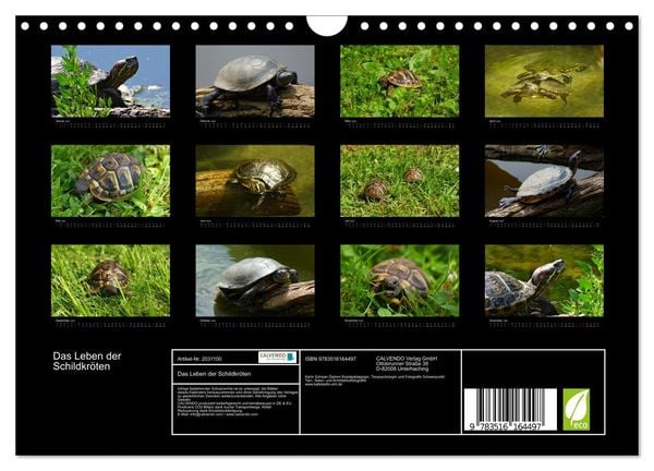 Produktbild: Das Leben der Schildkr&ouml;ten (Wandkalender 2026 DIN A4 quer), CALVENDO Monatskalender