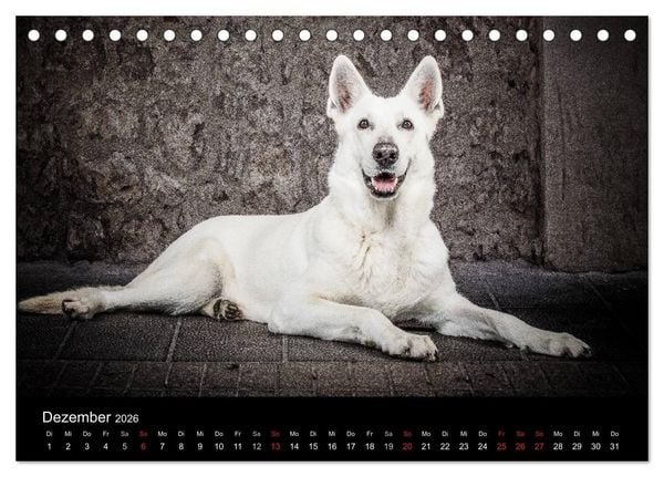 Produktbild: Urban Dogs - Hundekalender der anderen Art (Tischkalender 2026 DIN A5 quer), CALVENDO Monatskalender