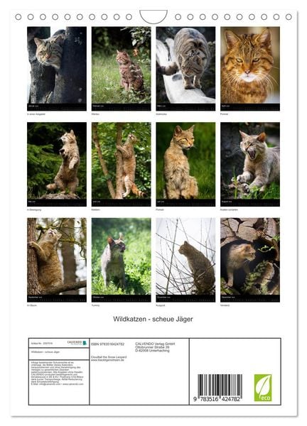 Produktbild: Wildkatzen - scheue J&auml;ger (Wandkalender 2026 DIN A4 hoch), CALVENDO Monatskalender