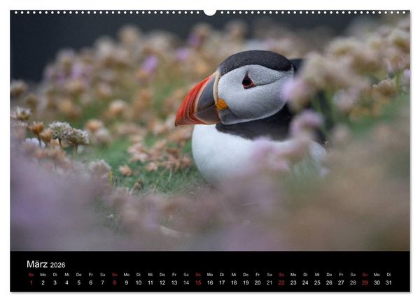 Produktbild: Papageientaucher 2026 (Wandkalender 2026 DIN A2 quer), CALVENDO Monatskalender