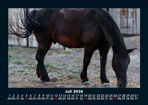 Produktbild: Die Welt der Pferde 2026 Fotokalender DIN A5