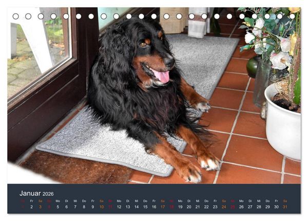 Produktbild: Ein Hovawart, ein Wachhund (Tischkalender 2026 DIN A5 quer), CALVENDO Monatskalender